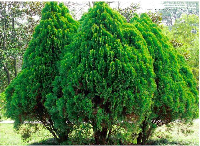 正宗侧柏树图片，侧柏树（侧柏树图片（侧柏）