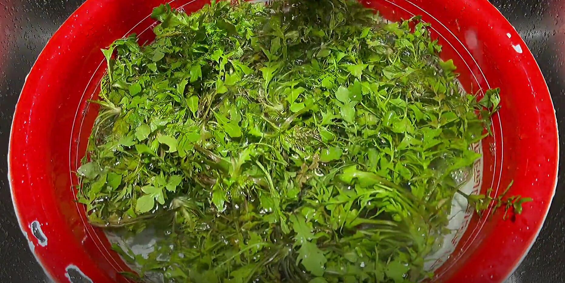 护肝第一名的野菜，养肝护肝第一名（藏在草丛中的“护肝猛将”）