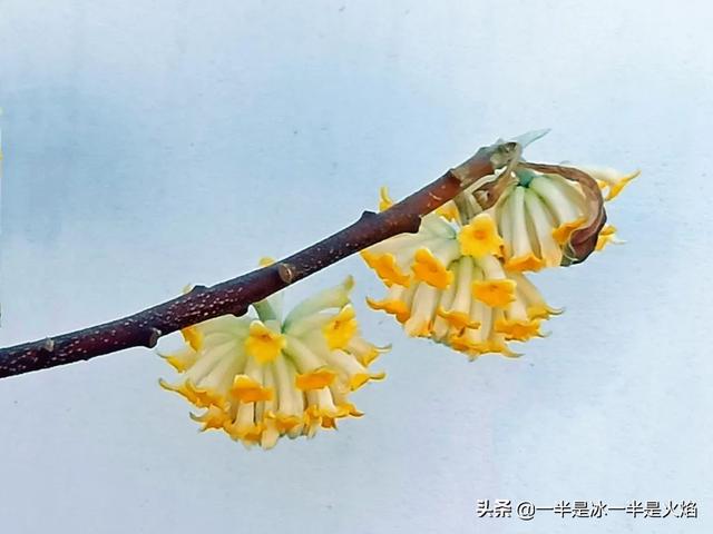 惊蛰的意思，惊蛰的意思和来历（惊蛰：春日惊醒，万物惊喜）