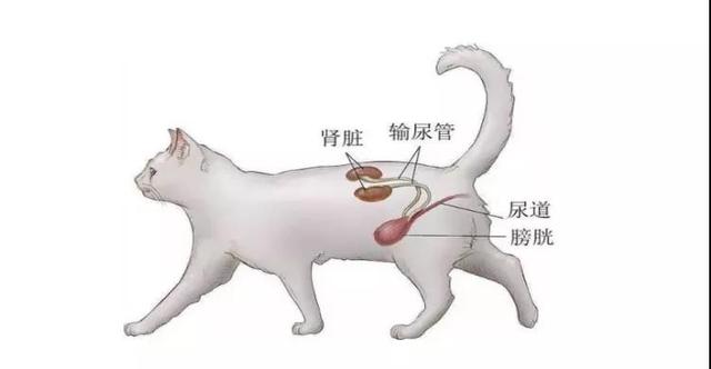 猫膀胱炎怎么治疗，猫膀胱炎是怎么引起的（猫咪膀胱炎的症状表现有哪些）