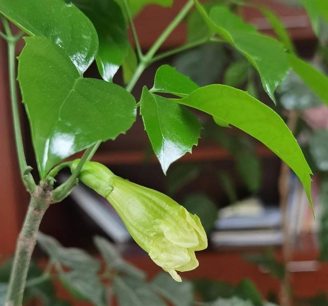 幸福树开花图片，夏季怎么养护幸福树（室内客厅养幸福树）