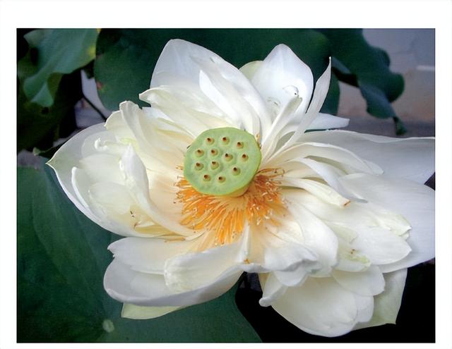 花朵的构造有哪些，花朵的组成结构（暴力拆解花朵的几何结构）