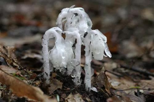 水晶兰的花语是什么，水晶兰是吉祥花吗（幽灵之花一一水晶兰）