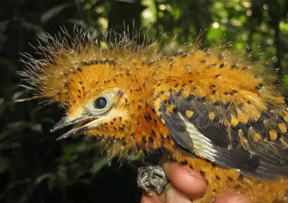扁鹊(湖北男子遇) - 火句子