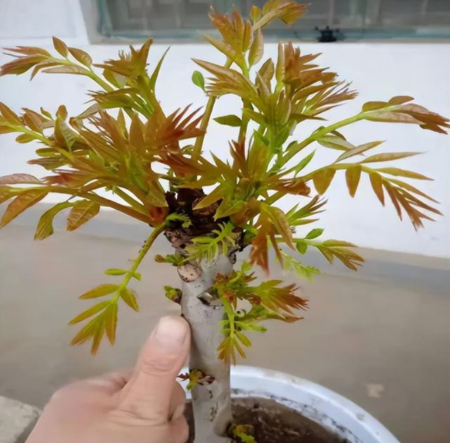 西芹和芹菜的区别，西芹和芹菜的区别图片（10种“省心菜”）