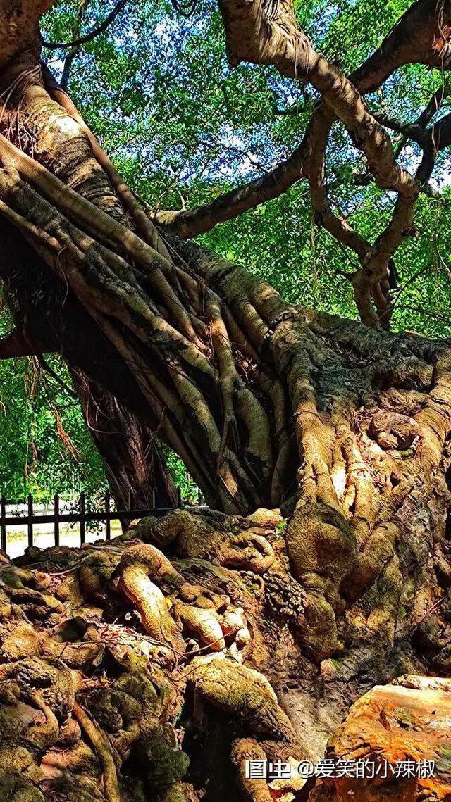 广州小洲村好玩吗，广州好玩的地方——小洲村篇（广州小洲村半日游）