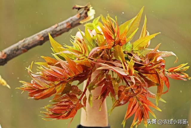 香椿芽的种植方法，从播种育苗到管理采收