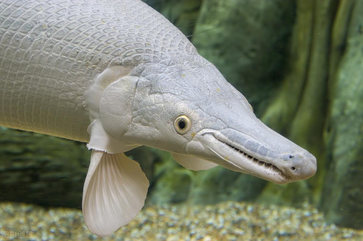 巨骨舌鱼跟鳄雀鳝哪个厉害一些，鳄雀鳝和巨骨舌鱼的区别