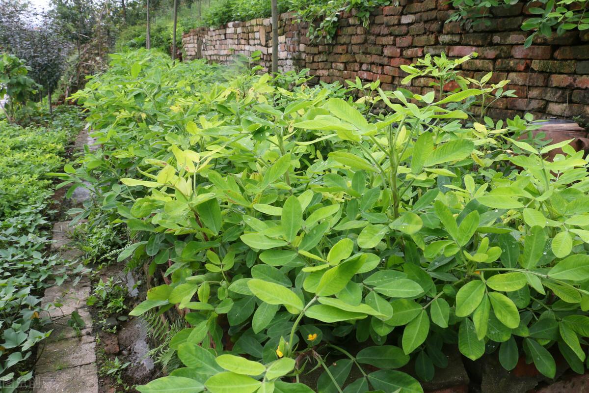 花生杆多少钱一吨(花生管理的误区) - 价格百科