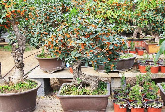 嫁接有哪两种方式，嫁接的方式有两种（桂花几月份嫁接）