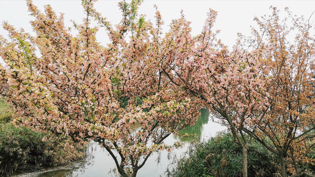 白色樱花的寓意，花语：生命、热烈、纯洁、高尚