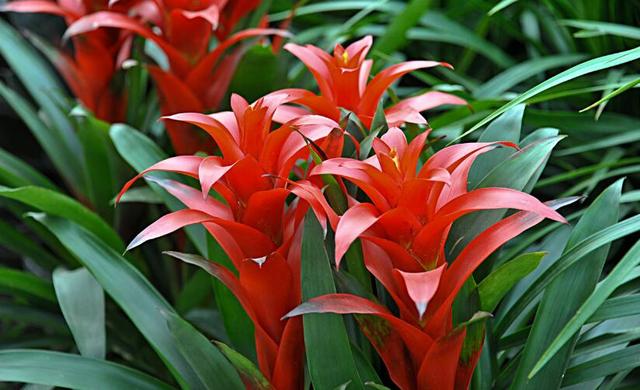 什么花代表希望，什么花代表希望和生命（最适合春节养的3种“幸运花”）