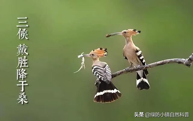 谷雨和雨水的区别，雨水和谷雨的区别（二十四节气之“谷雨”）