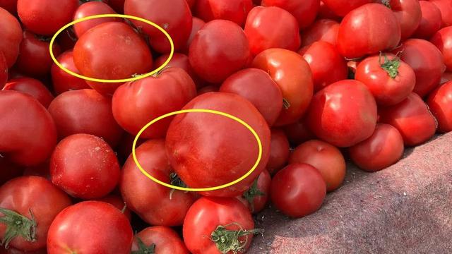 如何辨别正宗西红柿，教你几个挑西红柿的小技巧