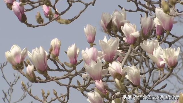 正定旅游景点有哪些，正定的旅游景点有哪些（微游河北<20>）