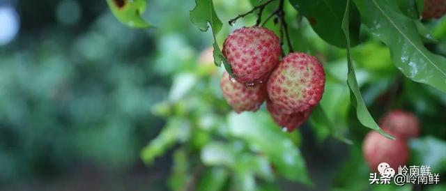 荔枝图序原文，荔枝图序原文及拼音朗读（中国最好吃的荔枝在哪里）
