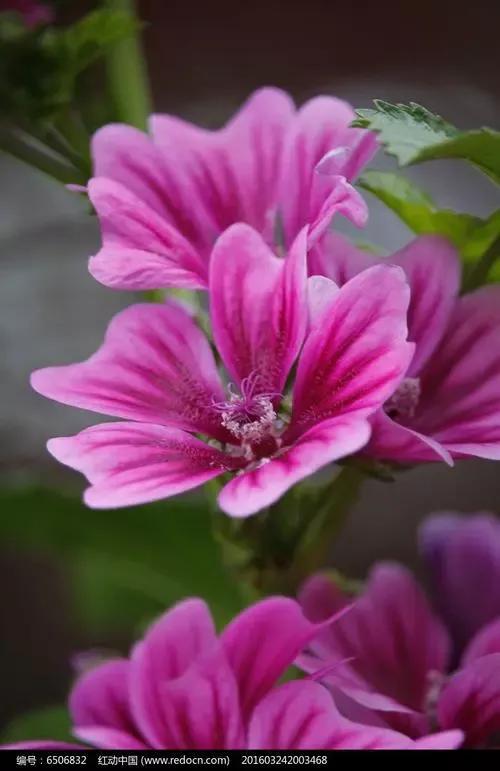 锦葵花寓意，锦葵花花语是什么（小巧精致的锦葵花）