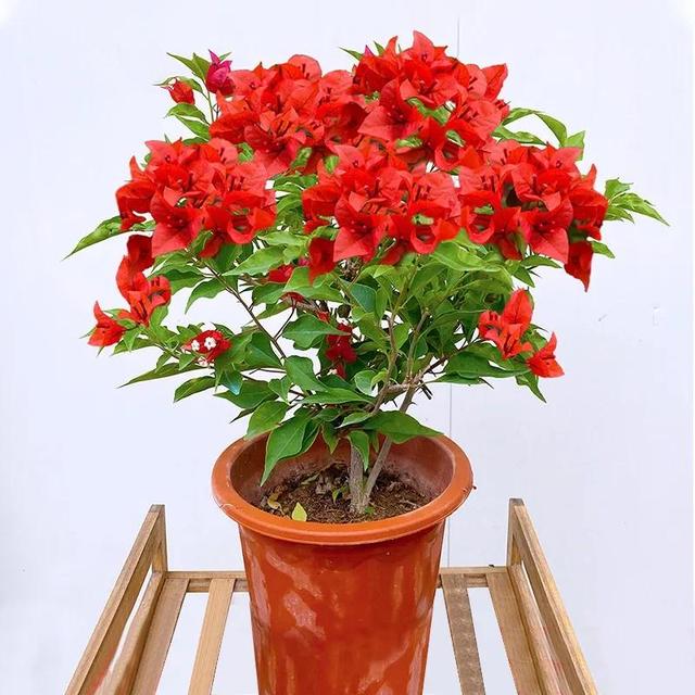 三角梅什么时候开花，三角梅几月开花啊（开出“满枝头”的漂亮花）