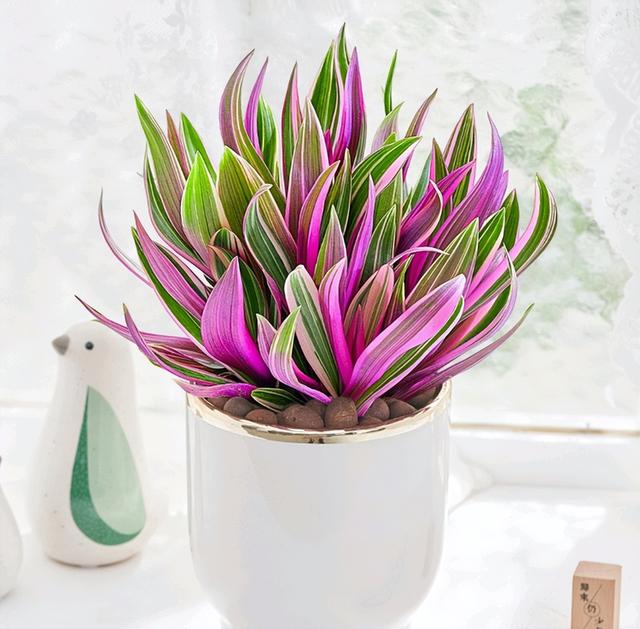 绿天鹅绒海芋养殖方法，5种“贵族花”（绿天鹅绒海芋养殖方法图片）