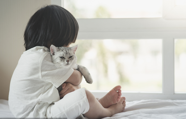 美短猫的优点与缺点，美短猫优点VS缺点