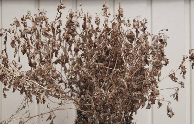 适合盆栽的花卉 ，好养易活的盆栽花卉（“花旺人不旺”）