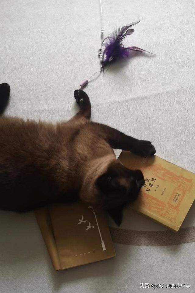 独一无二的猫字女网名，一眼就吸引人的网名（猫想当网红，取个什么名字好）