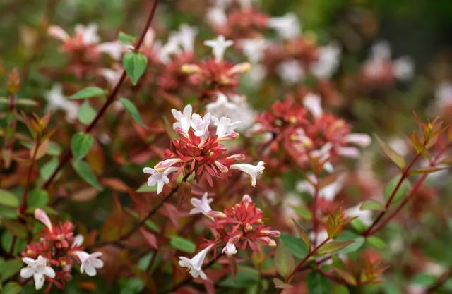 西洋接骨木的习性和用途详解，西洋接骨木的功效（40种适合庭院花园的常见灌木植物）
