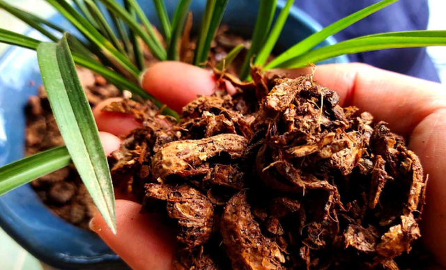 养兰花用土有什么讲究，种兰花用什么土最好（养兰花的土不是只能买“兰花土”）