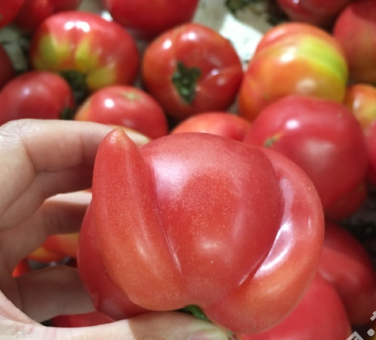 娃娃菜能放多久，洗过的娃娃菜能放多久（315晚会未曝光的5种蔬菜）