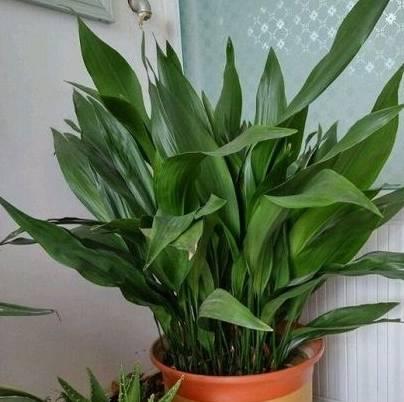 客厅适合养什么花，客厅适合养什么花和植物好风水（堪称“不死花”）