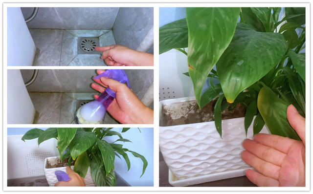 灭蟑螂最有效的土方法，消灭蟑螂最好的土办法（教你用一把大蒜）