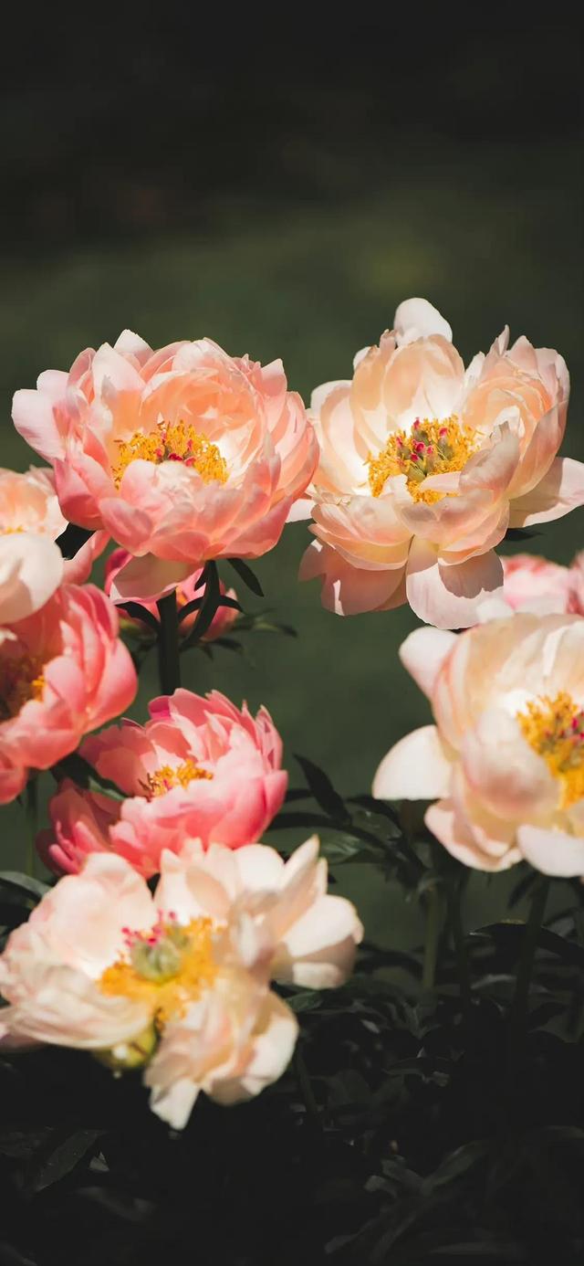 好看干净的背景图   夏天，好看干净的背景图书本天蓝色（夏日凉爽壁纸，更爱浅绿）