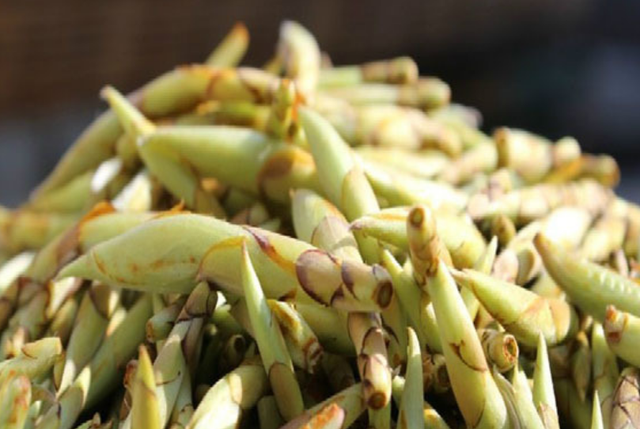 老鹰茶的功效和作用，老鹰茶的功效与作用有哪些（5杯“高锌茶”常喝）