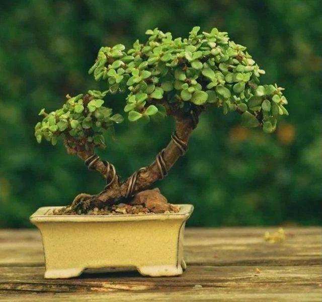 家里养黄杨会带来什么情况，大叶黄杨适合栽家里吗（4种“富贵花”越养越值钱）