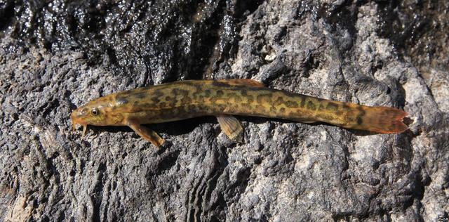 白色的鱼是什么鱼，白色的观赏大鱼是什么鱼（黑龙江鱼类之“三十二杂鱼”图谱）