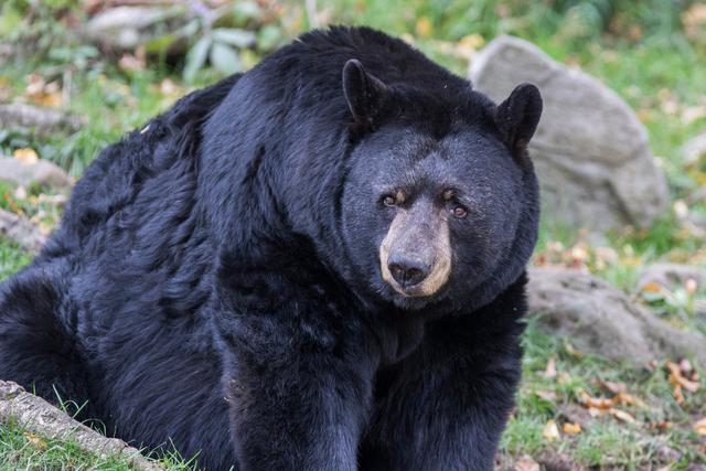 电光石火打一动物，石火光阴是啥动物（老虎用寒冬“天时”杀熊）