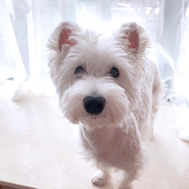 西高地犬多少钱一只，西高地白梗多少钱（有颜有智商的“西高地白梗”）