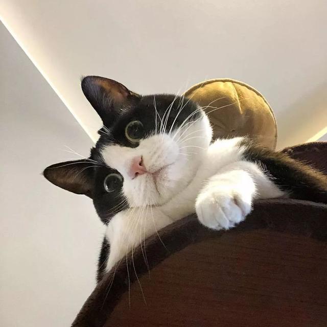 最不建议养的10种猫，这几种猫越养越心累