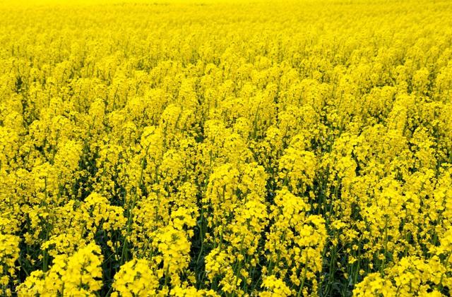 湖北油菜籽价格，100克猪油和植物油100克是等值吗（2022年湖北省油菜籽市场分析预测报告）