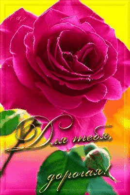 999朵玫瑰，送你999朵动态玫瑰花（999朵玫瑰邰正宵）