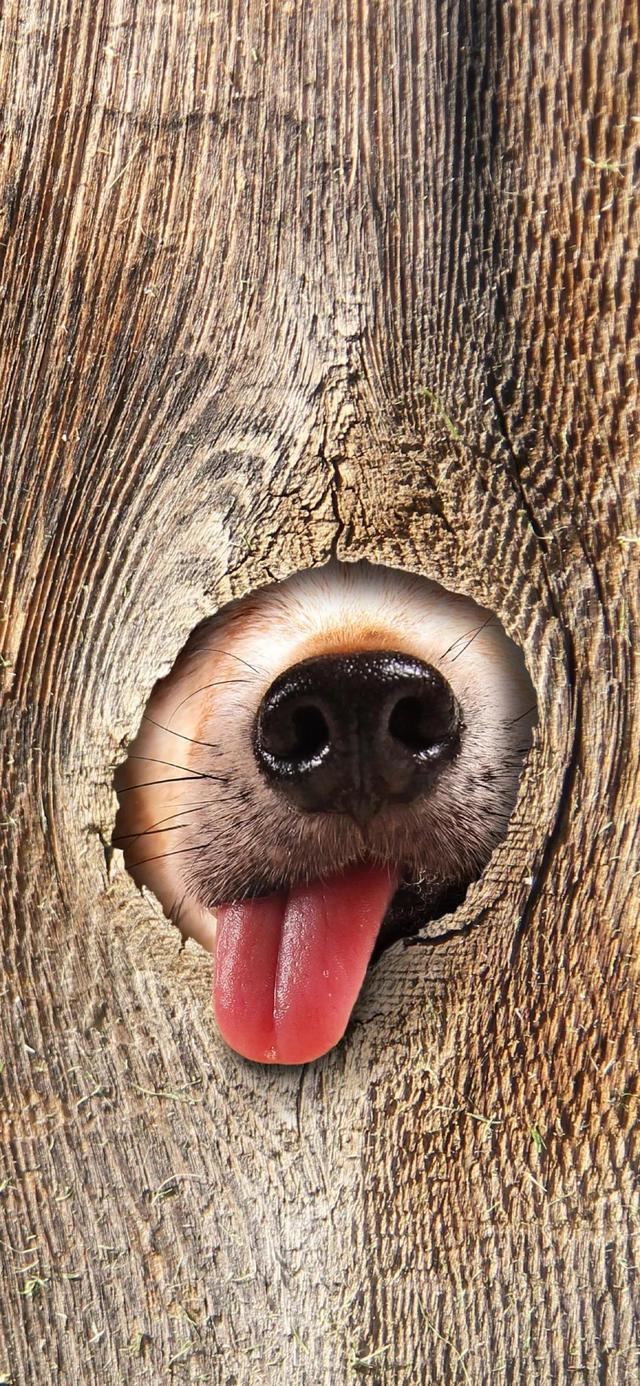 狗狗图片大全大图，茶杯犬图片（茶杯犬图片）