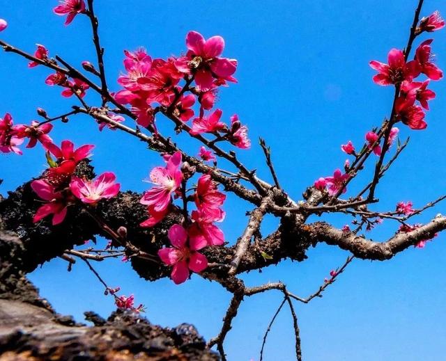 从化旅游景点大全，从化一日游旅游攻略大全（打卡吕田鹰嘴桃花+罗洞工匠小镇麦浪+莲麻小镇）