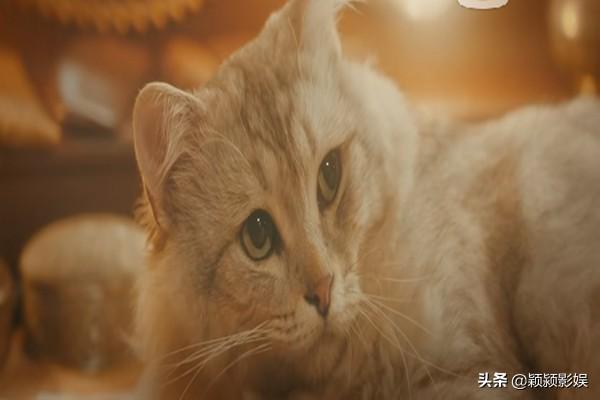老九门之首张大佛爷和二月红关系为什么那么铁，你知道吗？