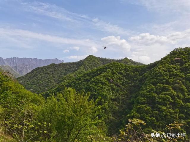 西安四月秦岭西寺沟紫荆花海，有山有水有你有我有爱