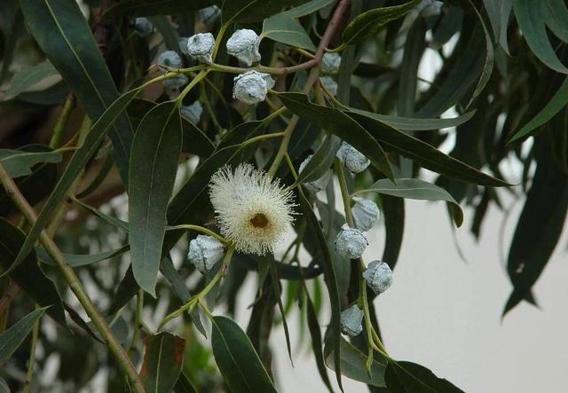 蓝桉的花语是什么，蓝桉的花语