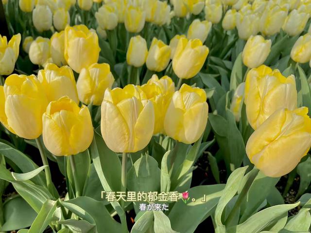 优美词句，优美词句段落（惊艳了时光的优美句子）