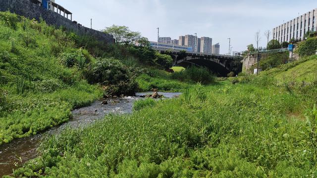 茶园属于重庆哪个区，重庆茶园属于哪个区（南岸区茶园还有这么仙的地方）