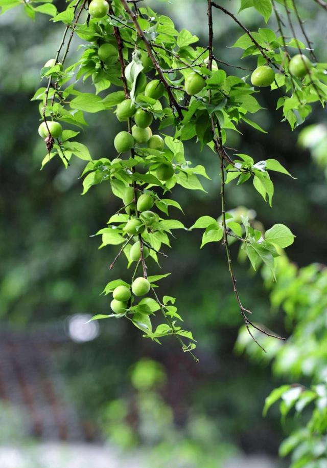 含羞的成语有哪些，含羞的诗句和成语（青梅含羞待佳人）