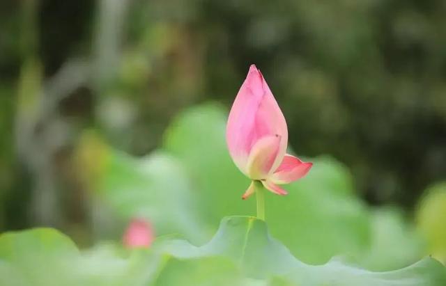 轻诺必寡信下一句，轻诺必寡信下一句是什么（《道德经》：夫轻诺必寡信）