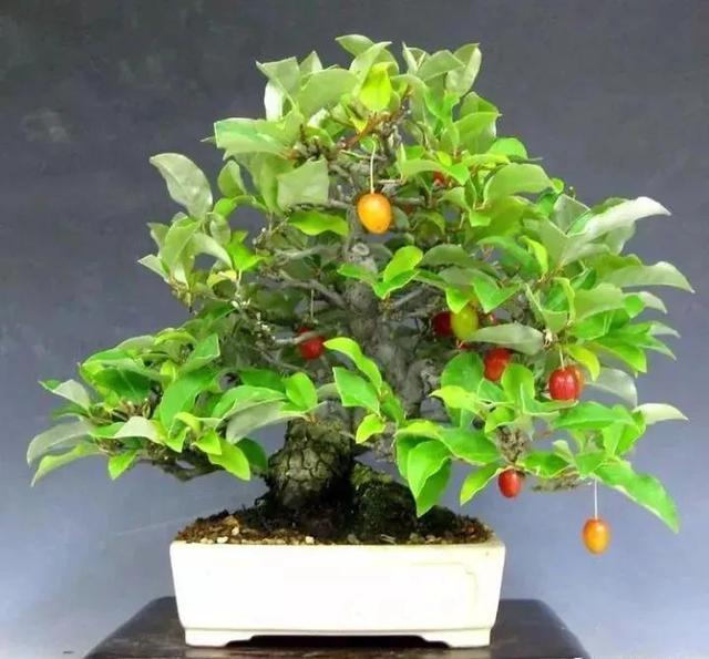 胡秃子盆景的养殖方法，唯美图片——胡颓子盆景欣赏（野生胡秃子盆景怎么养）